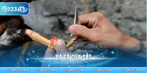 Đá Gà Cựa Sắt – Luật Thi Đấu Và Chiến Thuật Thắng Nhanh